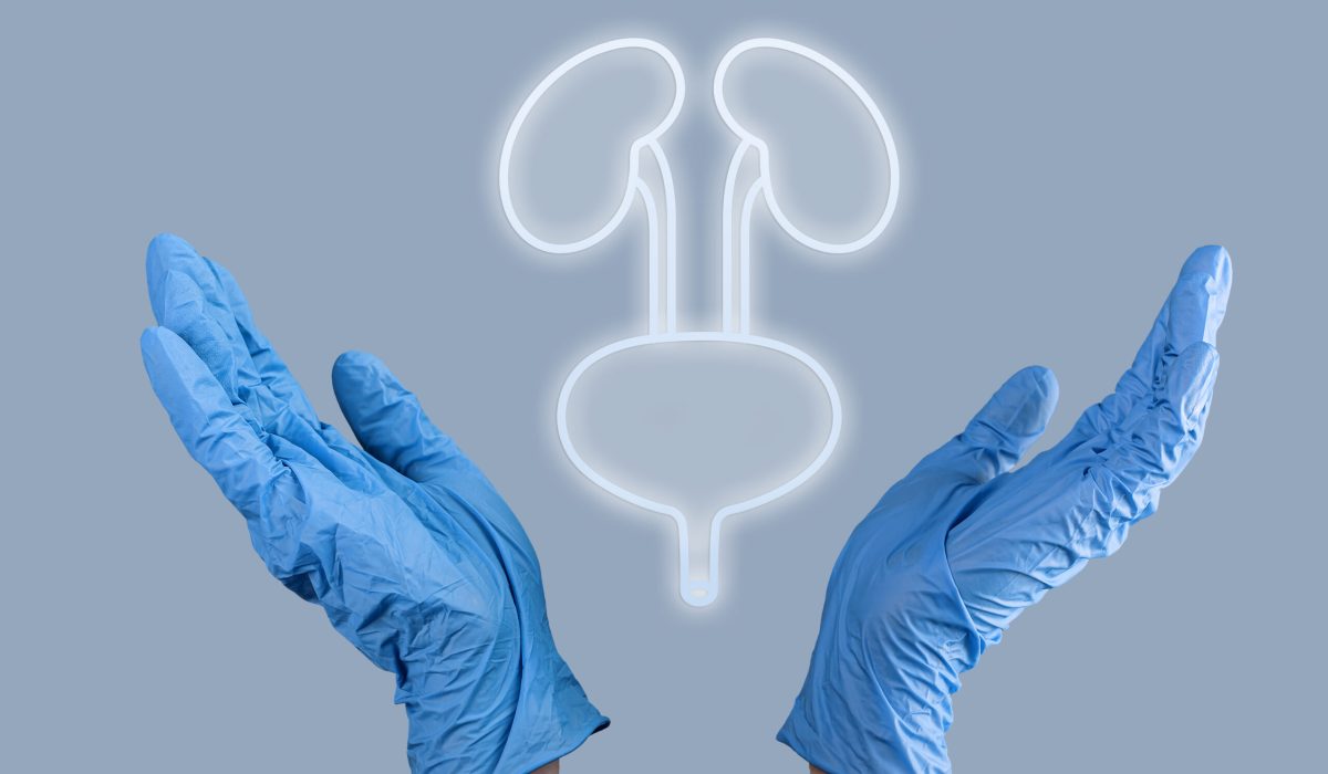 Kidneys and bladder organ diagnostic and health care concept.